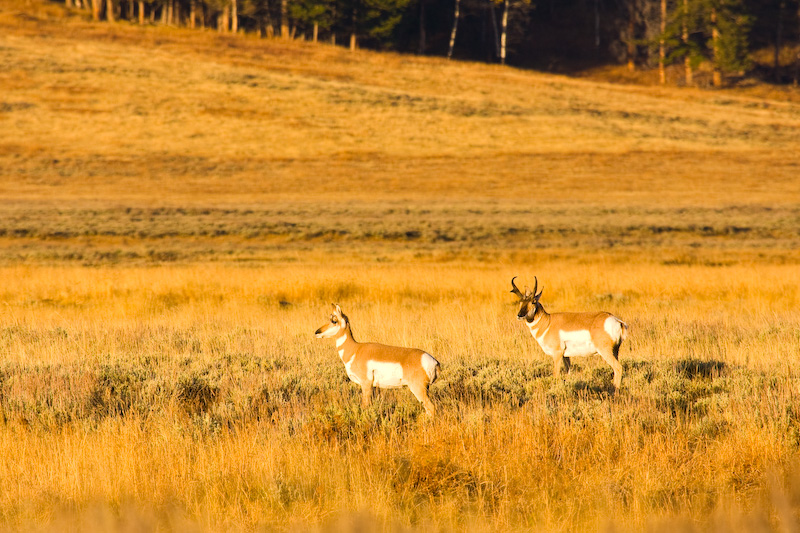 Pronghorns